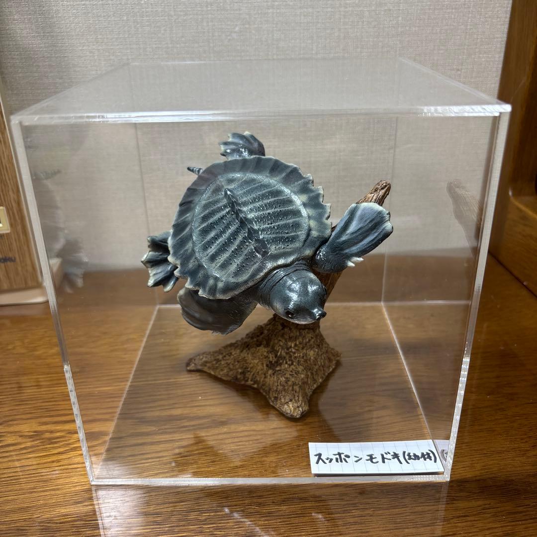 スッポンモドキ フィギュア ネイチャーテクニカラー Amazon | 「ネイチャーテクニカラー 日本のカメ」シリーズ スッポン