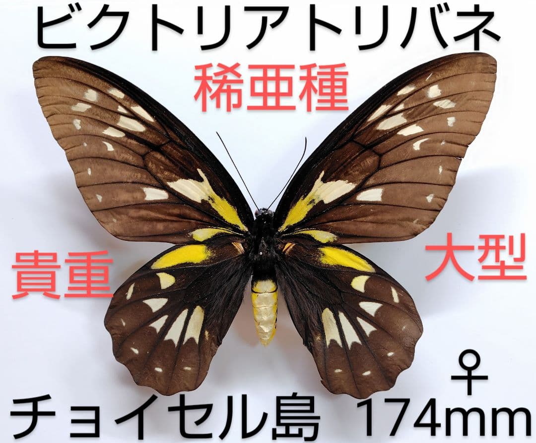 ビクトリアトリバネアゲハ♀ 標本 ★チョイセル島産★稀亜種大型 174mm標本