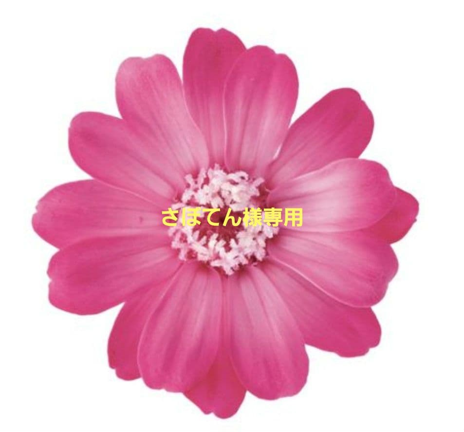 さぼてんページ テンポ ハイカウンター書庫型 W1200×D394 ナチュラル RFTHC-SH1239NA