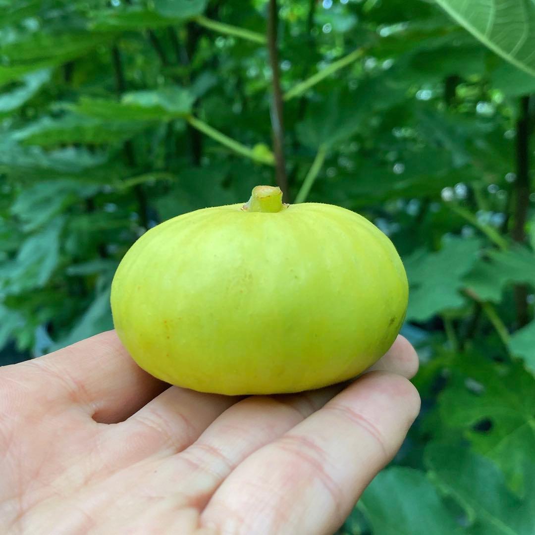 Panino パニーノ 挿木苗 イチジク