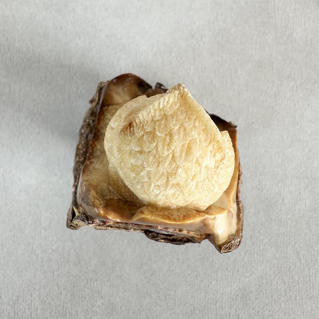 置根付 フクロウ 梟 セイウチ牙製 彫刻 ミ10