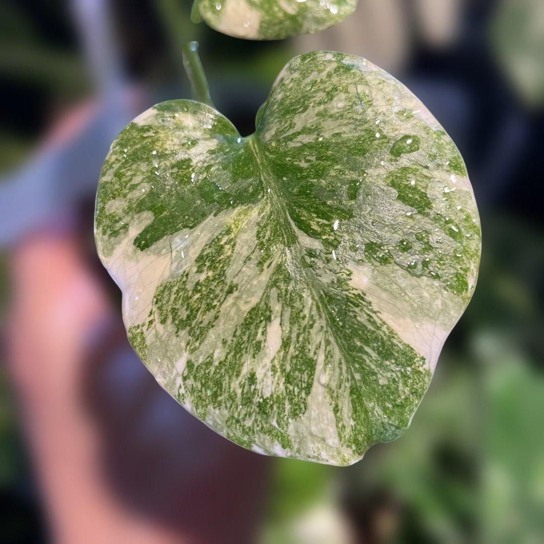 モンステラレガシー 2.5号 希少