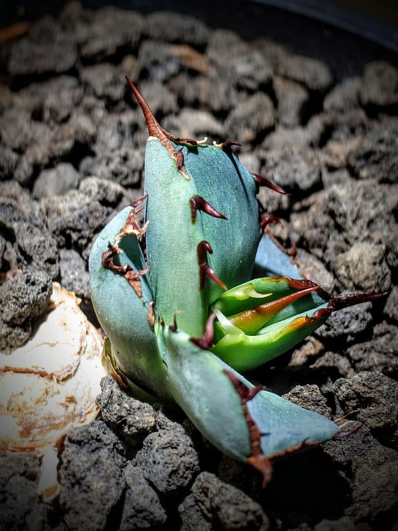 アガベ　チタノタ　dennisB05 子株　青犀牛