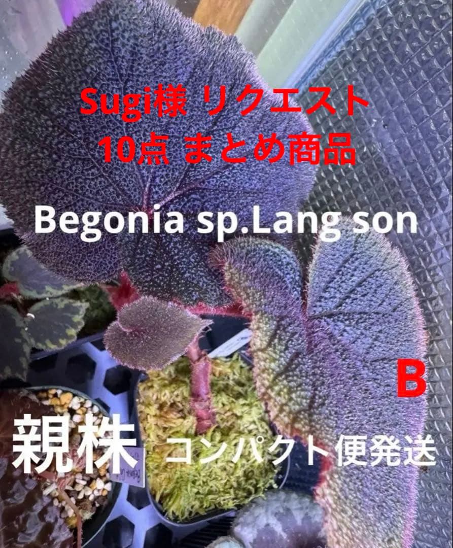 Sugi様 リクエスト 10点 まとめ商品