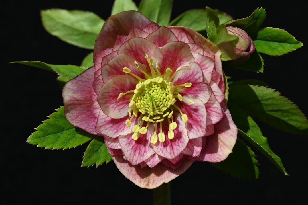 クリスマスローズ　認定アンティークアフロディーテ　フレグランスタイプ　加藤農園