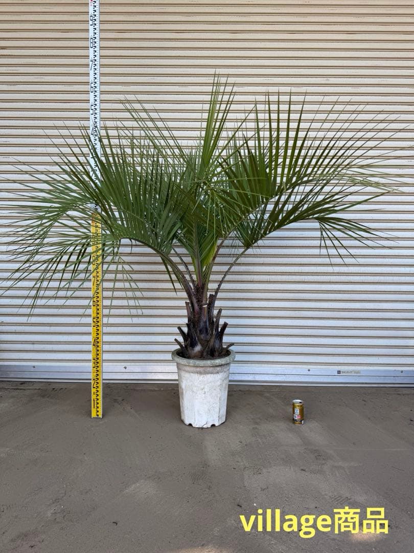 送料込み　ココスヤシ　形状良　幹太　鉢植え　庭木　シンボルツリー