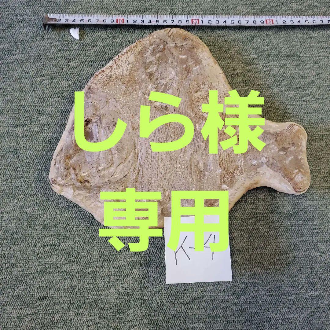 魚の化石 k-4