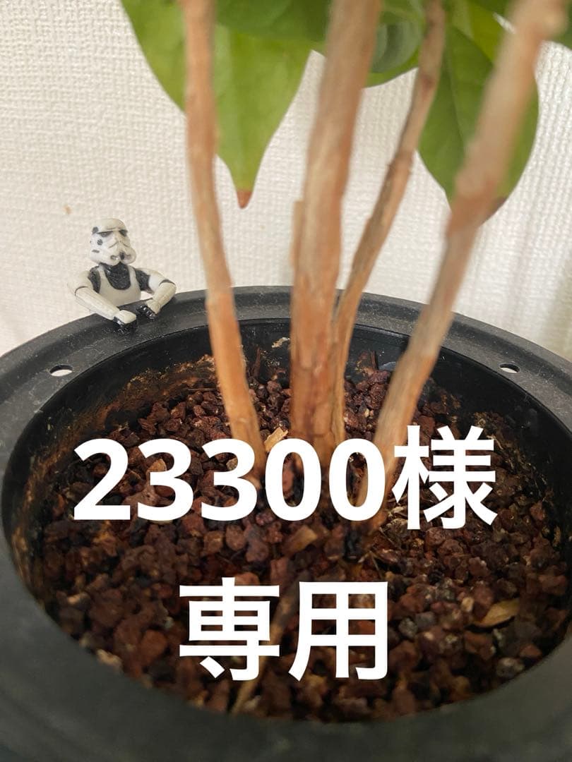 アパレル含む雑貨 日販オリジナル雑貨ブランド「Old Resta」からカレッジ風ロゴとくすみ