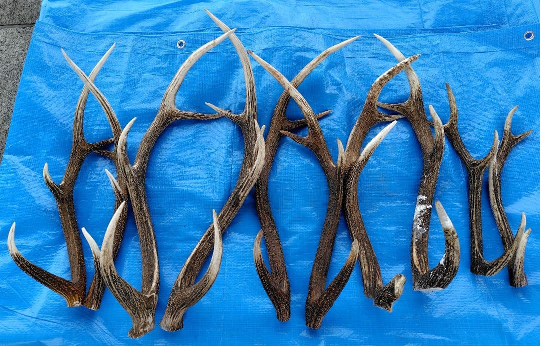 蝦夷鹿の角１０本セット！！ ワンちゃんのおやつや工芸用の材料として！ 送料無料】北海道産蝦夷鹿の角 10㎝ 半割り 1本 犬のおやつ おもちゃ