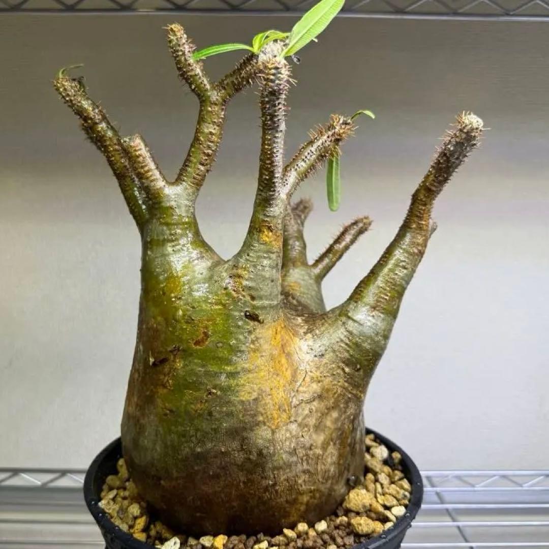 パキポディウム グラキリス LL 現地球 発根管理中