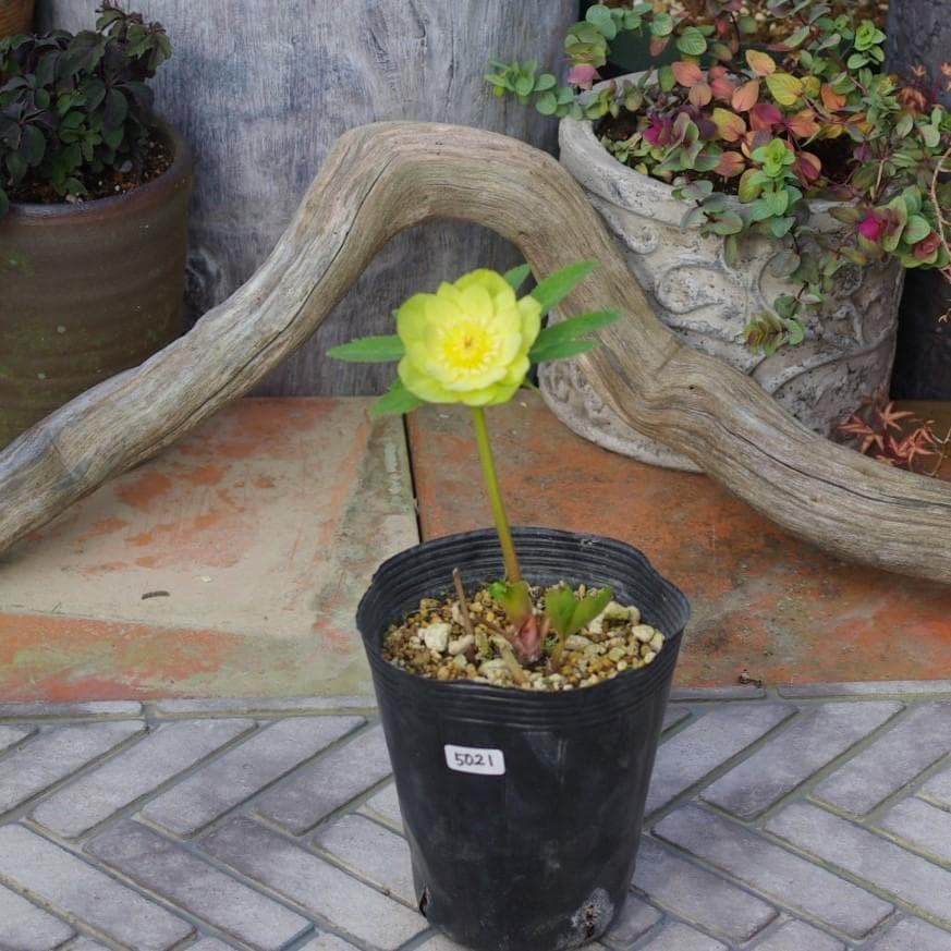 5021 ddメロンゴールド クリスマスローズ 開花株 - メルカリ