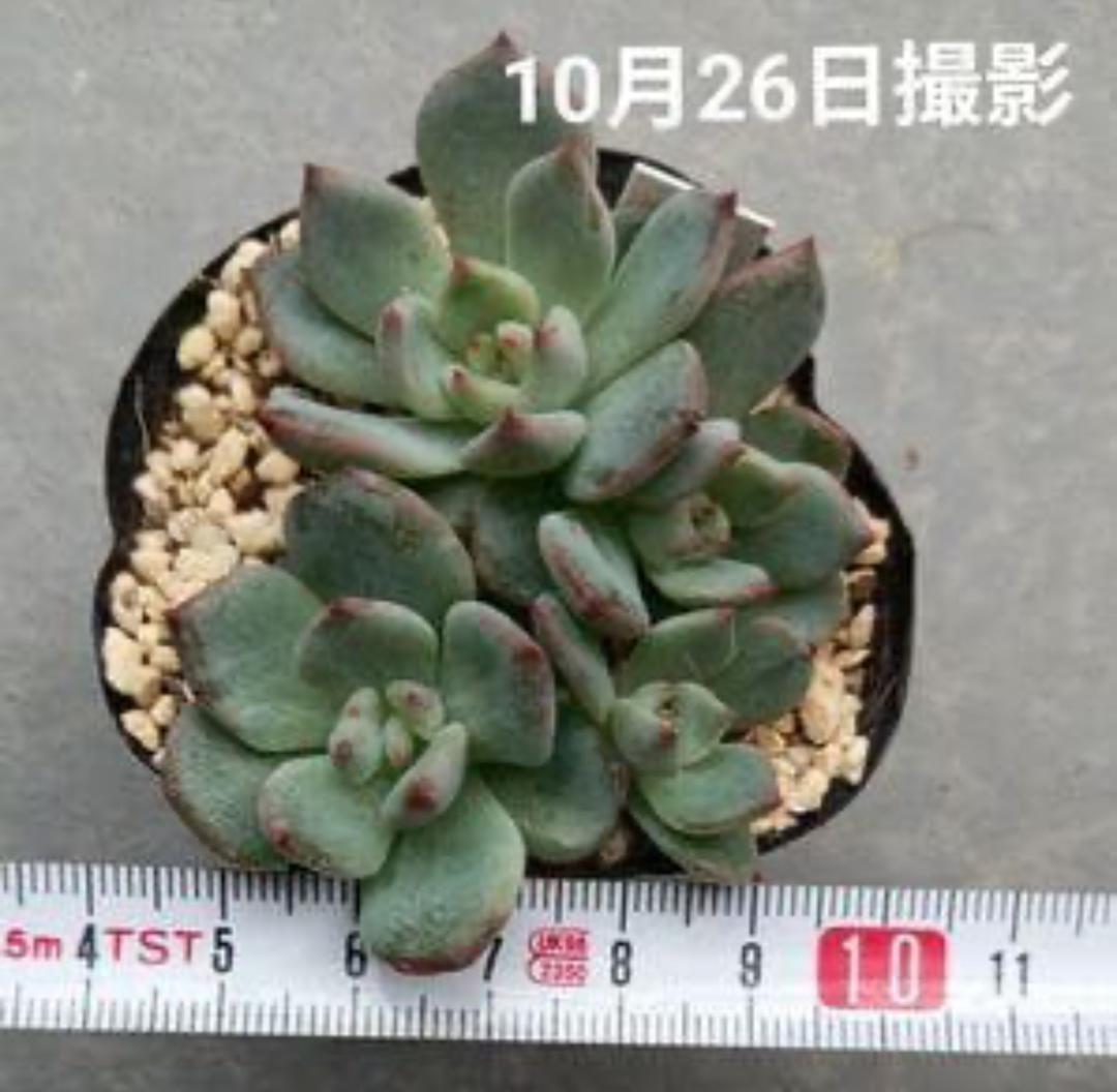 多肉植物 緑色 直径約7cm