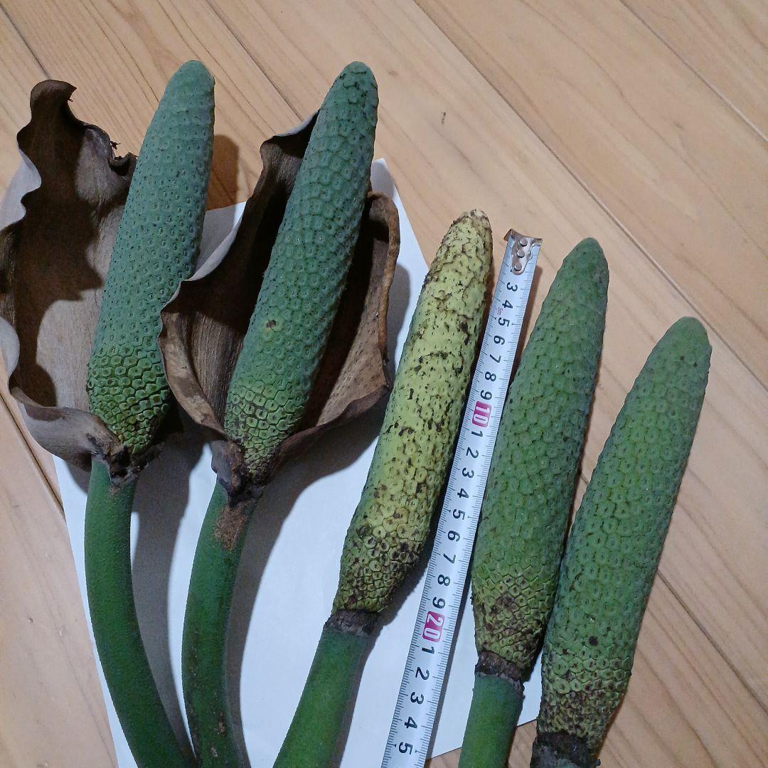 モンステラ(デリシオーサの実) 12個