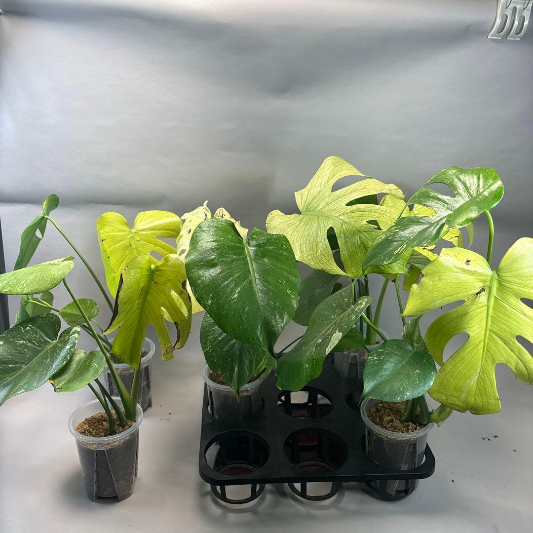 S*T様 5株セットa18【訳あり】ホワイトモンスター／天津蘭 モンステラ斑入り