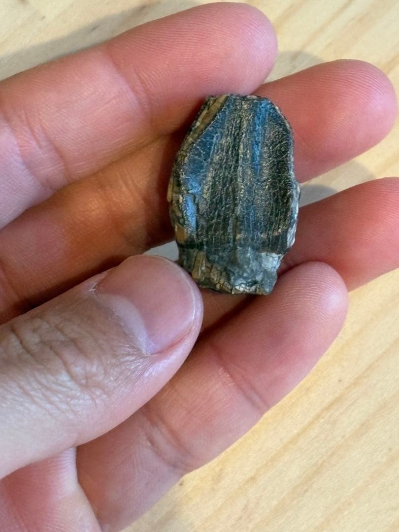 お買い得　ジョバリアの歯　化石　竜脚類 楽天市場】【送料無料】【ジョバリア /歯/化石/恐竜】 極上 ジョバリア