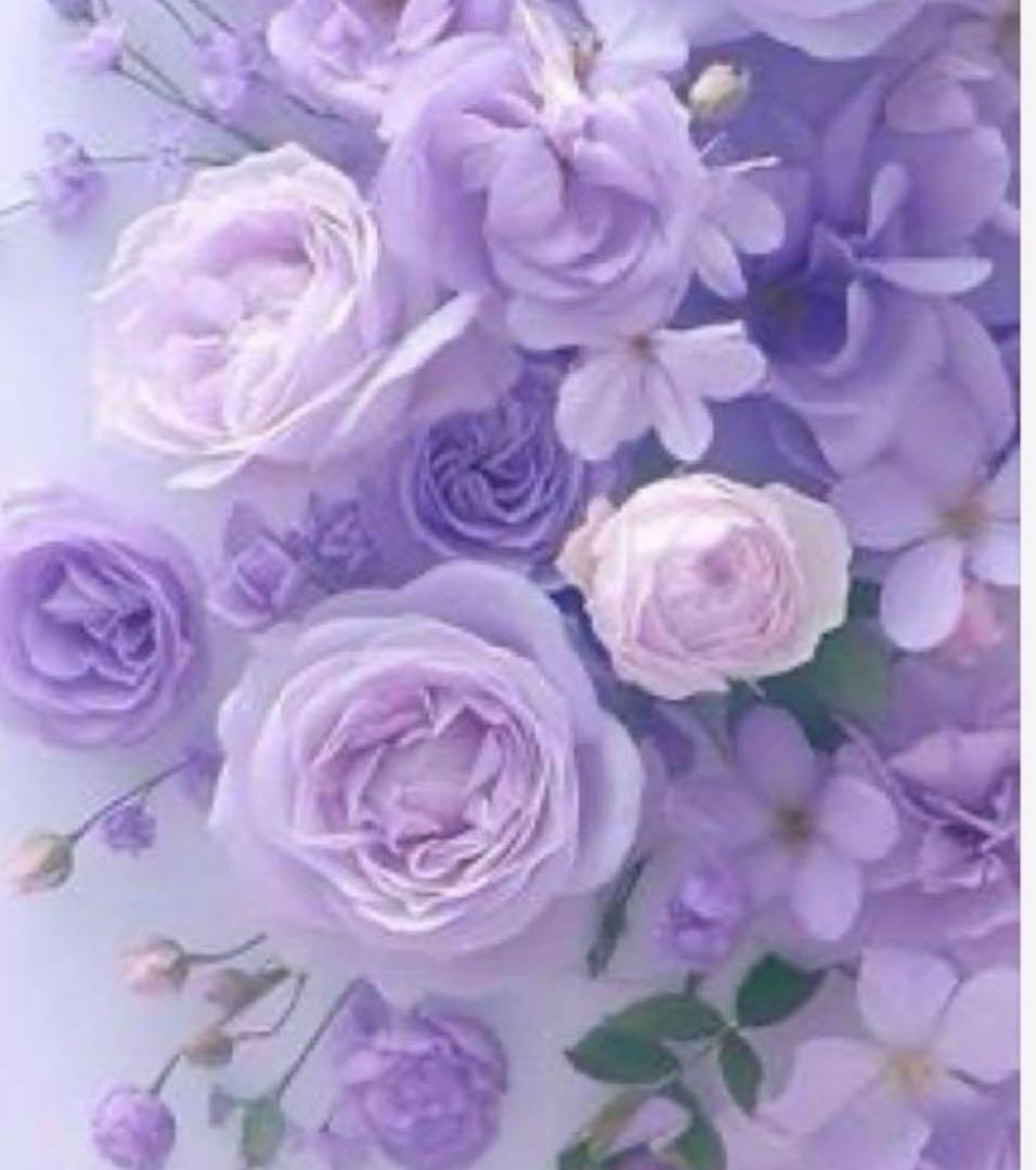 たんたん S3 コラゲリード2