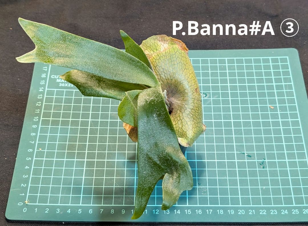 亮二 Platycerium OC 確認用 Platycerium silver salmon (P. hillii × P. willi