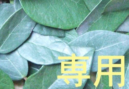 超リピート【キム】ドテラ TT ２ Cp OG 15ml 計４点 追跡便