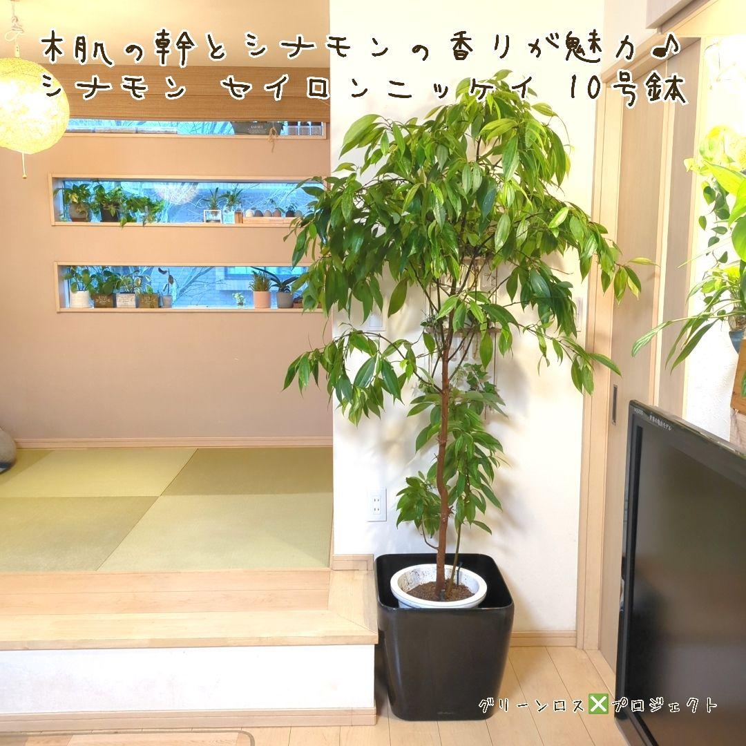 【マーロウ⚠群馬県】シナモンの香りが魅力♪シナモンセイロンニッケイ10号鉢