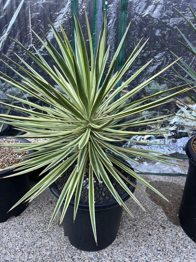 アロイフォリア　斑入り