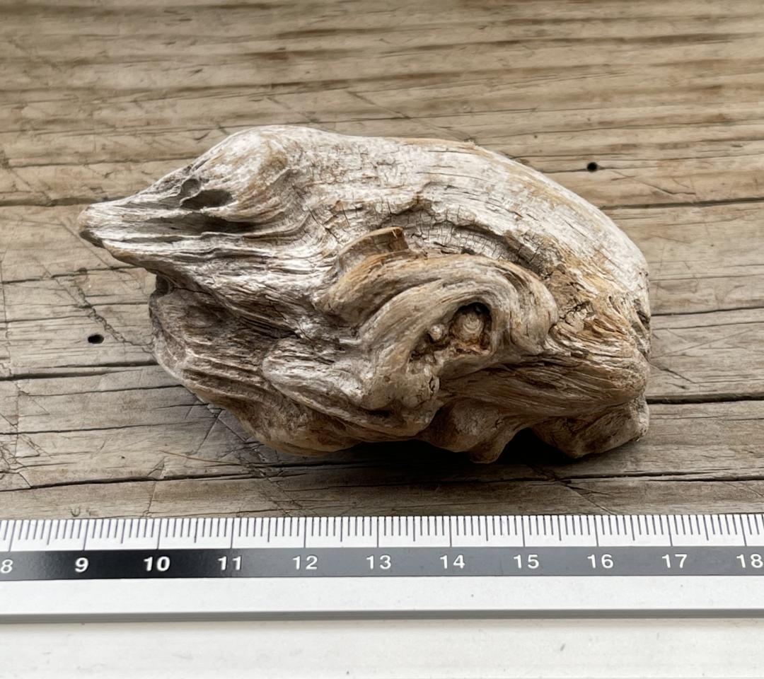 四万十川の流木　お題 ： かえる IMG_4903-485x485.jpeg