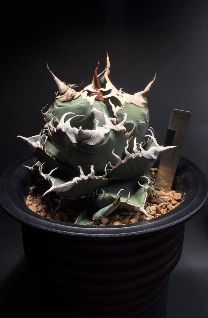 ま*ん様 アガベ　スーパーチタノタ　カクタスグリーン産　OC