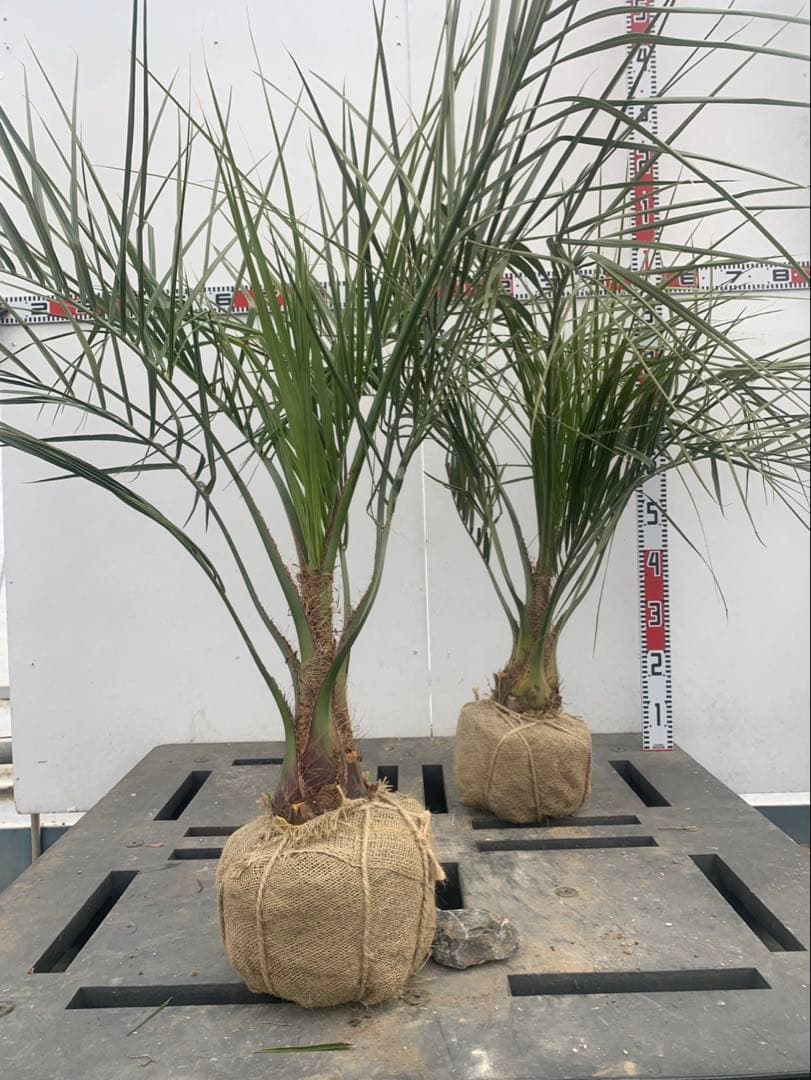 ココスヤシ　2本セット