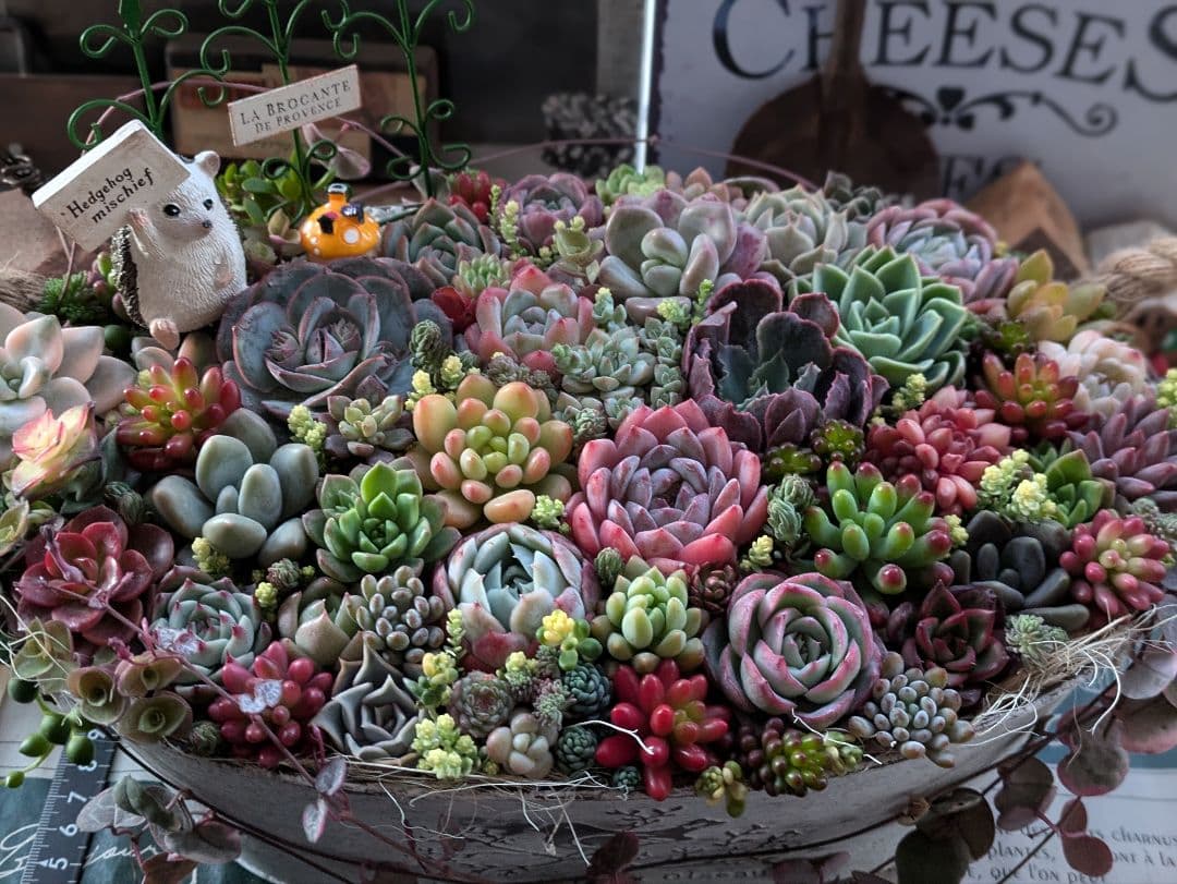 多肉植物 そのまま飾れる大きな寄せ植え❁⃘*.゜ハリネズミさんの箱庭❁⃘*.゜ ハリネズミの箱庭🌱🦔🌱｜🍀GreenSnap（グリーンスナップ）