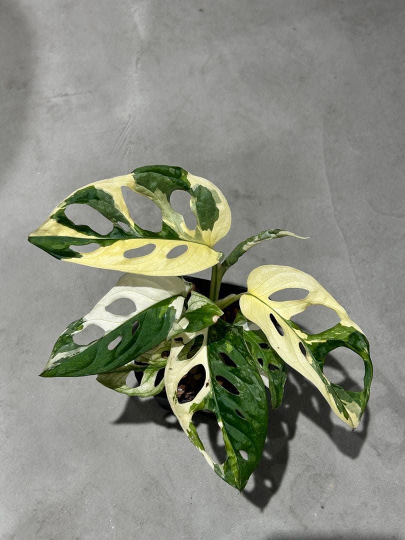 マドカズラ　斑入り