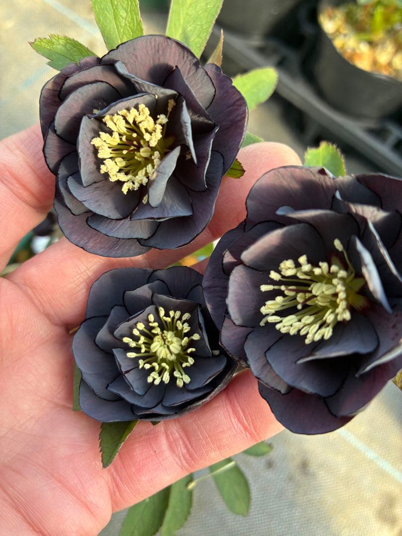 クリスマスローズ ブラック 小輪 5寸 - メルカリ