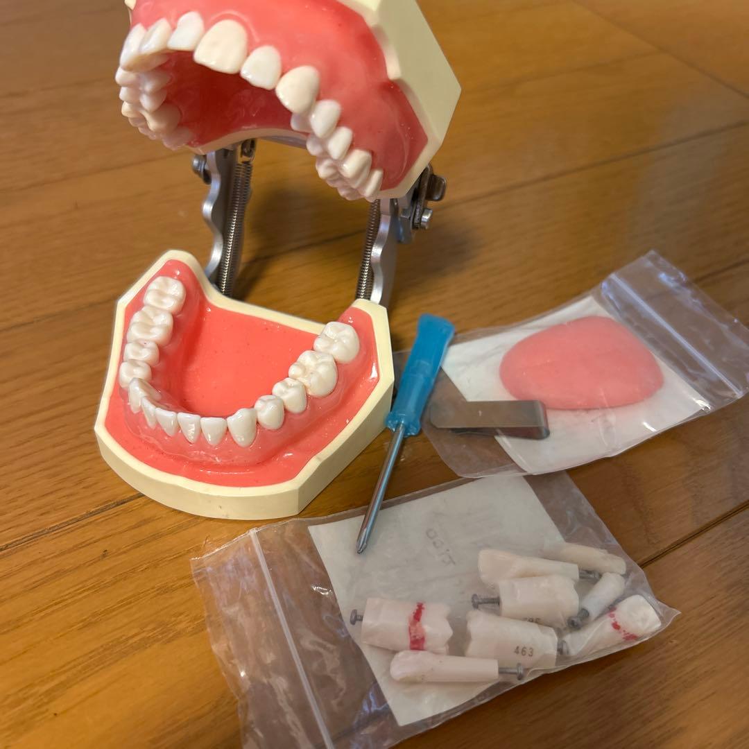 NISSIN DENTAL MODEL 歯科模型