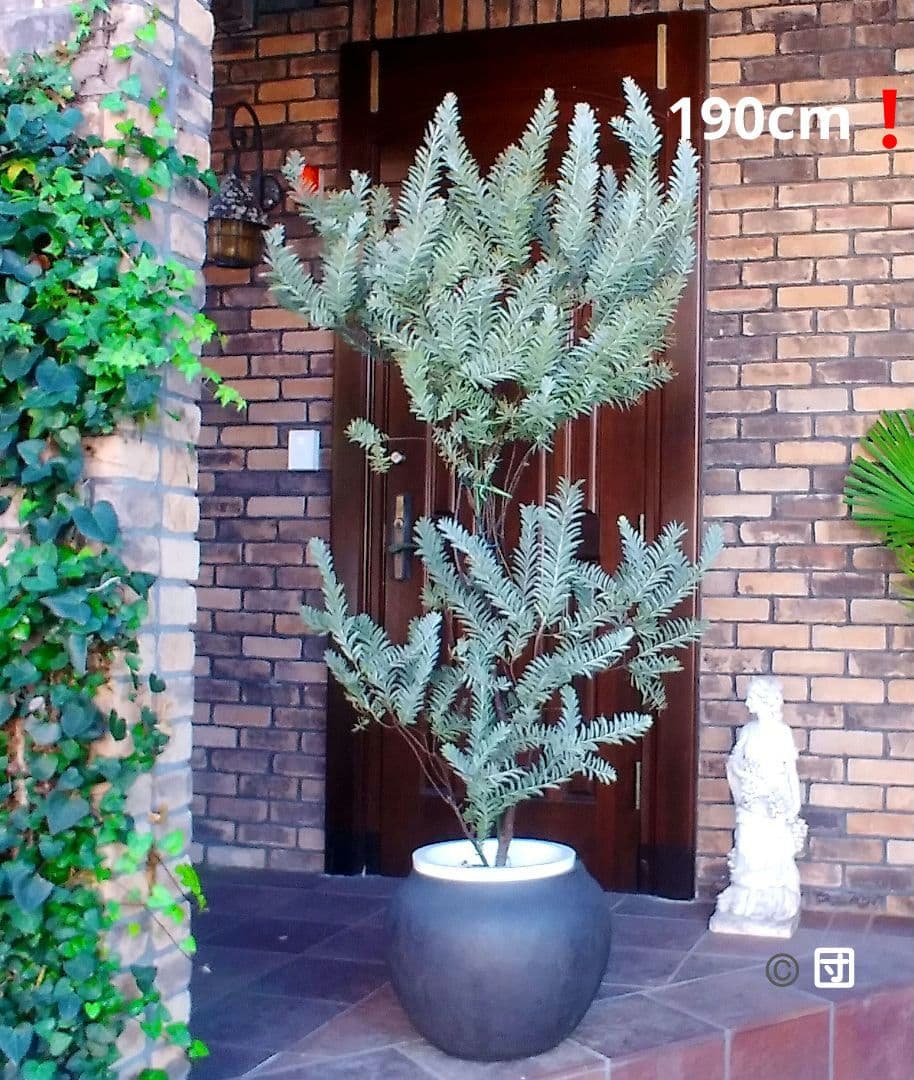 アカシアブルーブッシュ苗 大型190cm❗10号 綺麗な樹形 シルバーリーフ