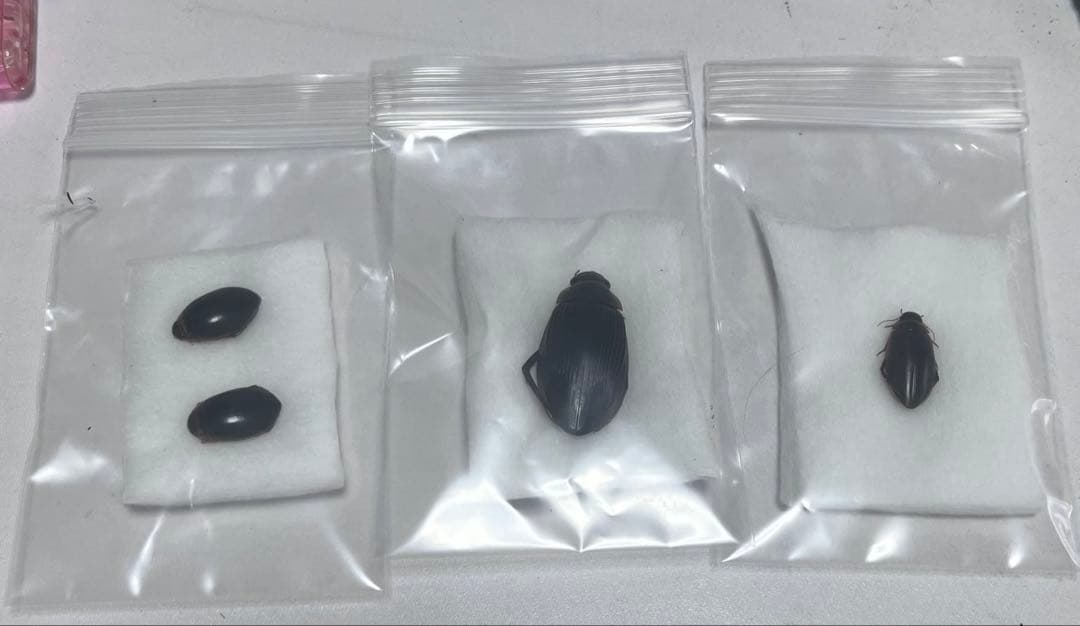 NKNさま　専用　ゲンモ、カラフトマルガタ、エゾヒラタヒメ　セット SCS コーヒーカラフェセット 4cups ステンレス – KINTO