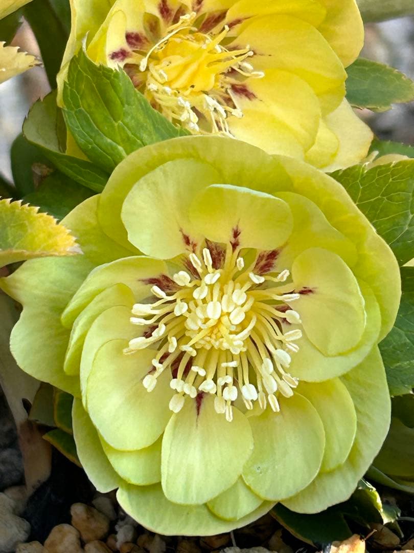 ddメロンゴールド系フラッシュ　クリスマスローズ クリスマスローズ開花株 DDメロンゴールド 488 現品限り : 金井園芸