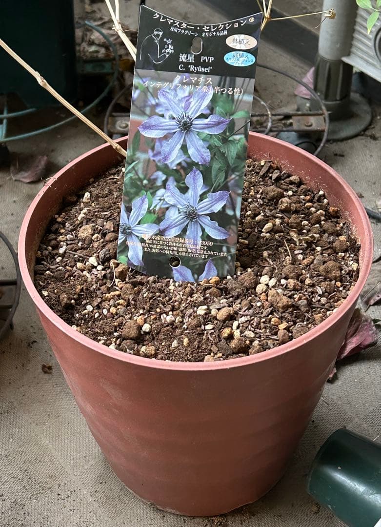 クレマチス　流星　8号苗