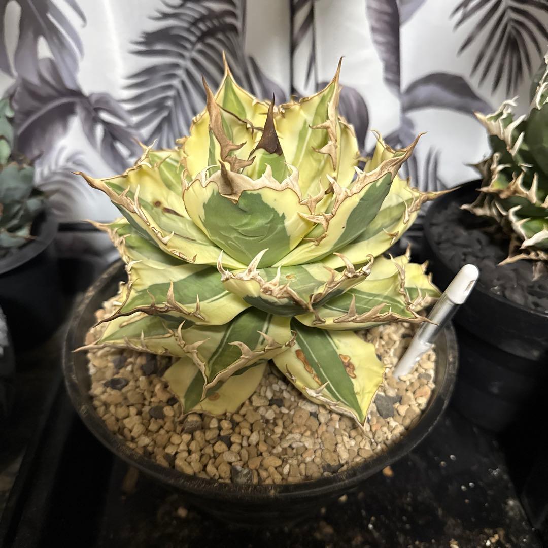 D*e様 アガベ スナグルトゥース　中株