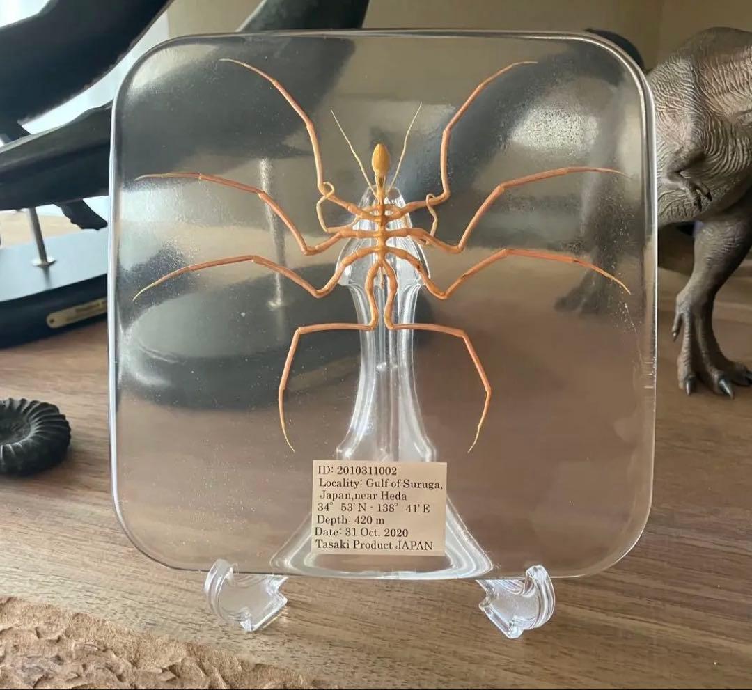 ウミグモ　深海生物樹脂封入標本 LEDライト付き 木製ケース ウミグモ 深海生物樹脂封入標本 LEDライト付き 木製ケース - メルカリ