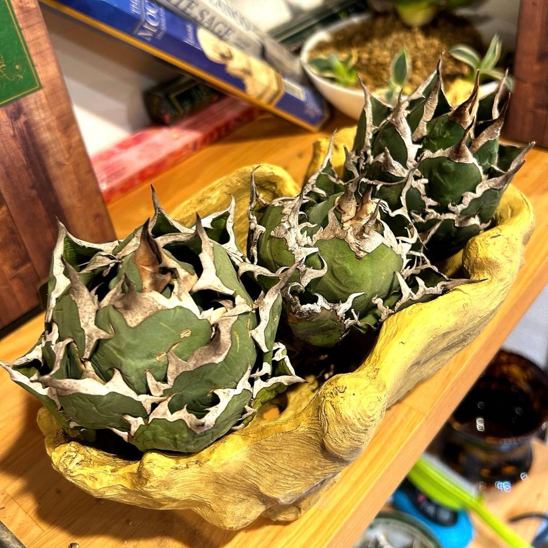 アガベ　海王［烈海王］×superシーザー×姫厳竜　S株特価　ボールタイプ　特価 アガベ・チタノタ 姫厳竜（ボールタイプ）中-090｜agave titanota