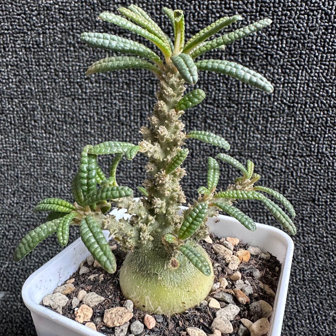 塊根植物 ドルステニア ギガス　ブラータ 塊根肥大 本場 実生株【落ち葉です】