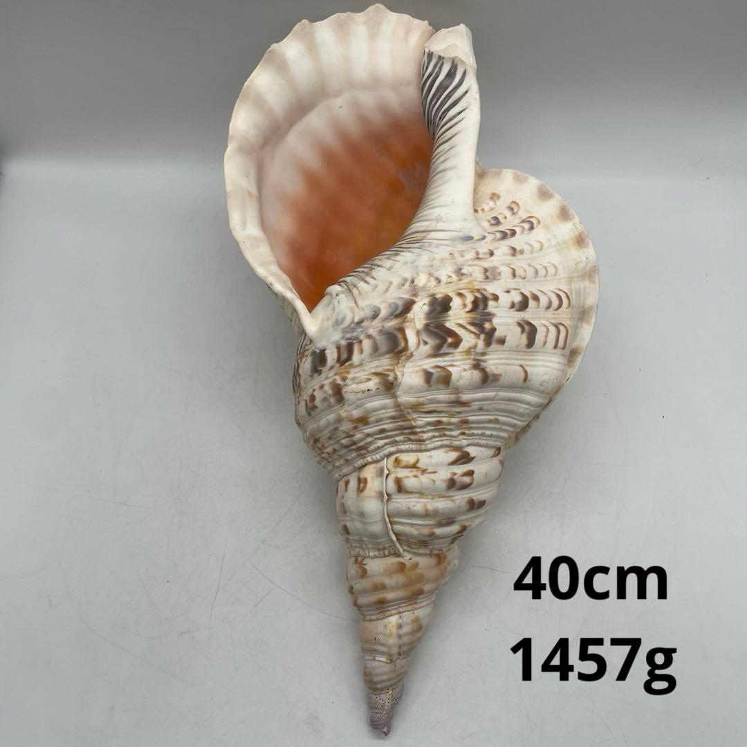特大 法螺貝 山伏 無量寿経 法華経 螺役 戦国時代 ホラガイ科 和楽器