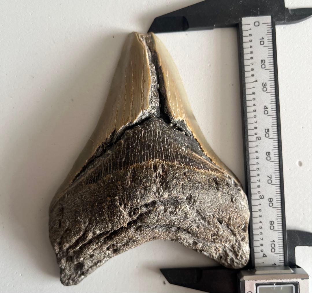 【本物】メガロドンの化石 巨大な歯 サメ 古代生物 9歳少女、古代の巨大ザメ「メガロドン」の歯を発見 - CNN.co.jp