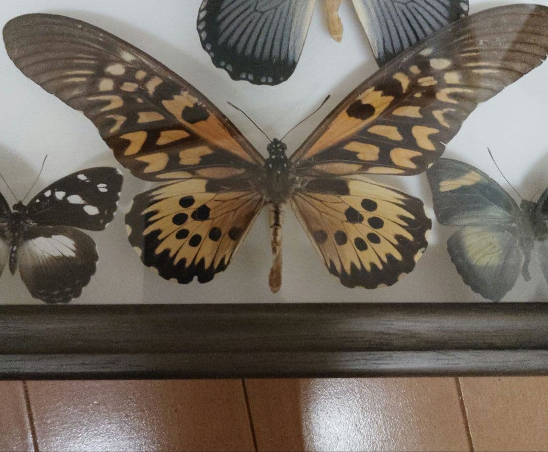 蝶標本　ドルーリーオオアゲハ