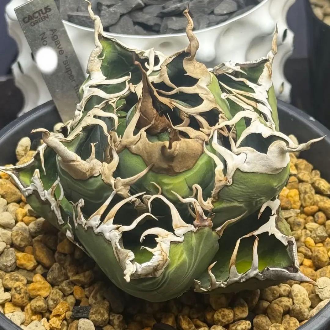 【発根済】アガベ スーパーチタノタ 子株