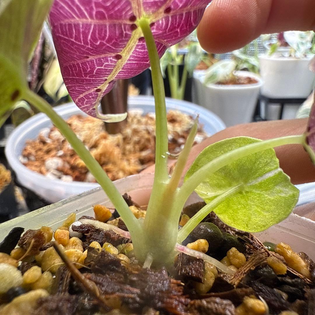 極上 アロカシア ワトソニアナ ピンク