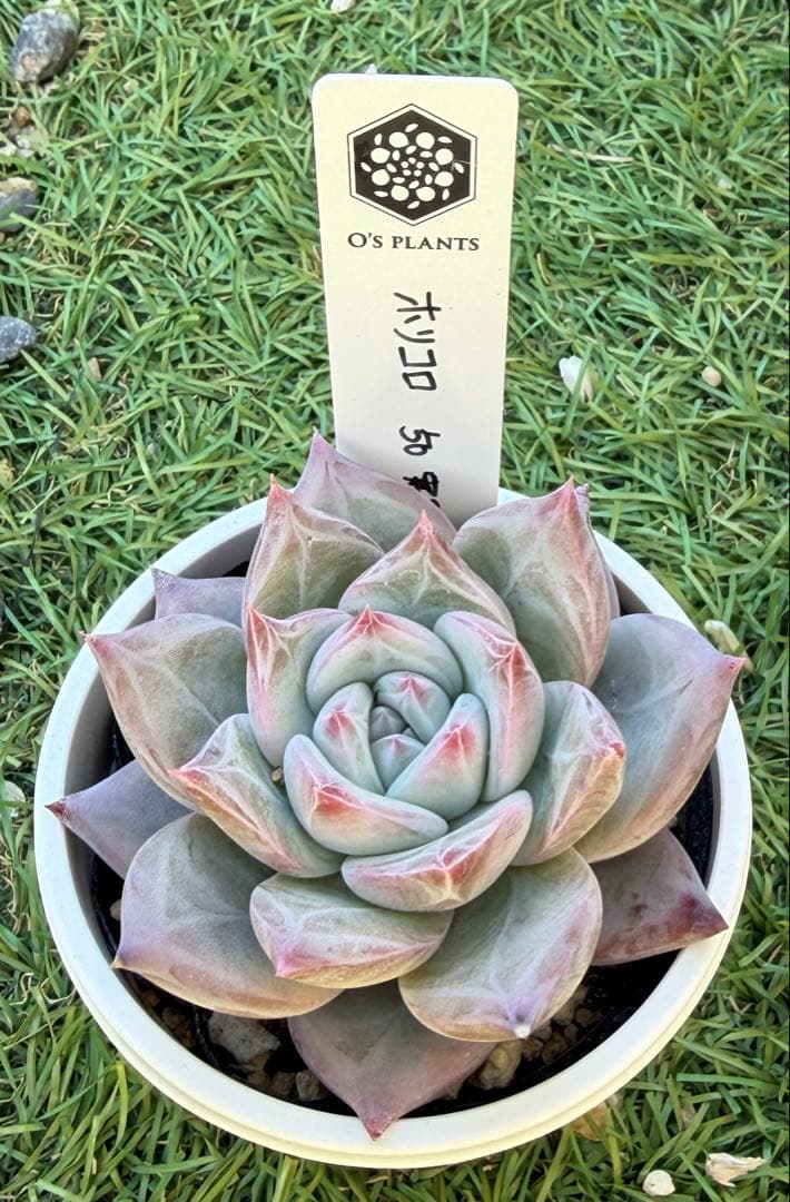 多肉植物 エケベリア オーズプランツ ホリコロ 50 実生 塾生株 楽天市場】多肉植物 O'sエケベリア コロラータ×ホリコロ 多肉植物 O's