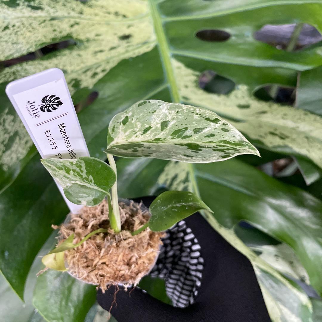 MB8モンステラ　デリシオーサ　ベトシオーサ　2寸ポリポット　ネコポス発送