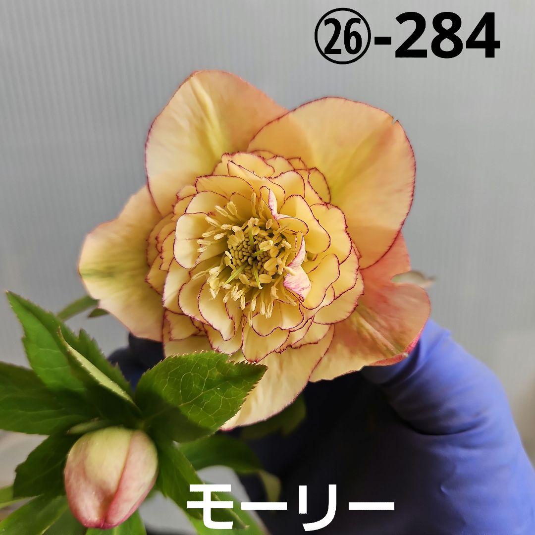 ㉖-284クリスマスローズ