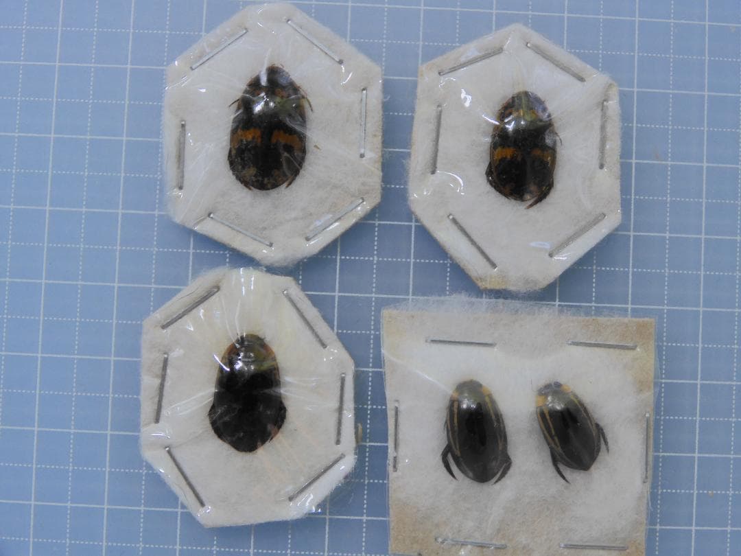 タイ産　ゲンゴロウセット　13-16mm 楽天市場】スケッチャーズ SKECHERS 216337 （BLK） : LOCOMALL