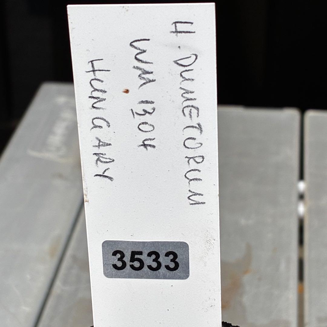 よ*ん様 3533☘️限定一株☘️直筆タグ付き☘️超希少☘️⭐️WM原生地採取⭐