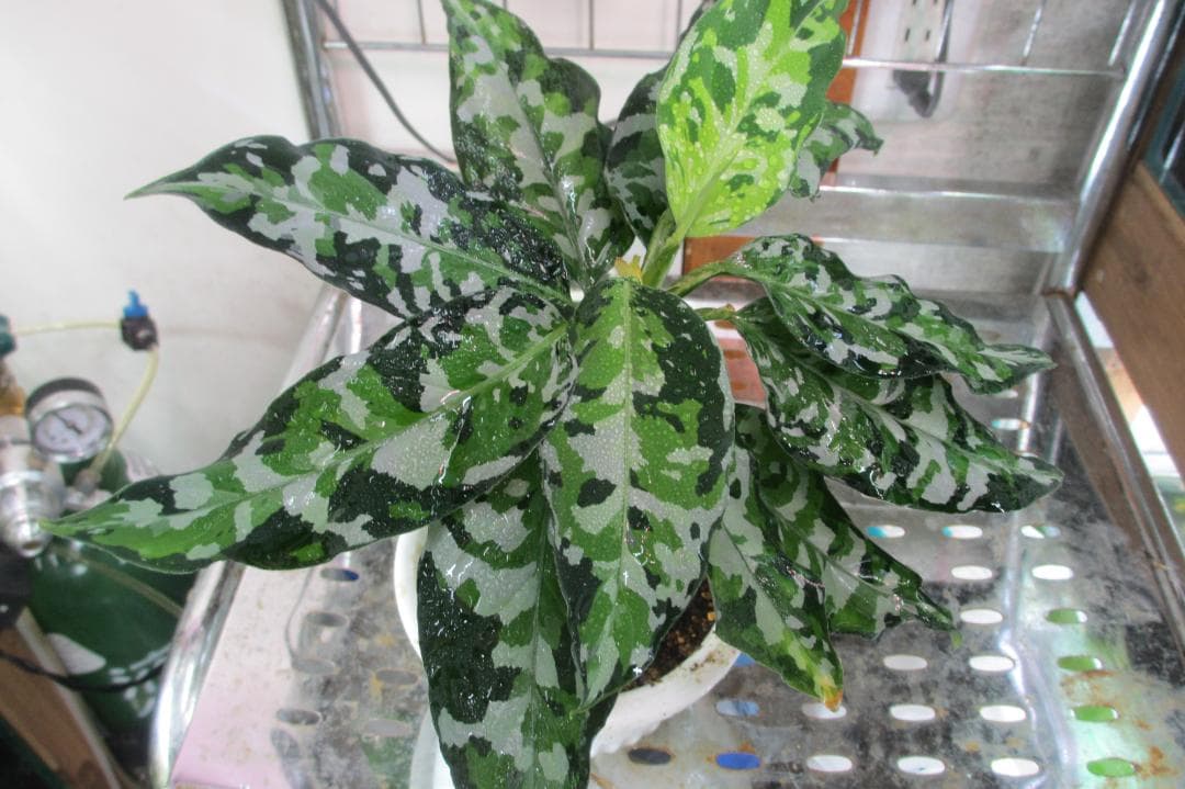 ☆ アグラオネマ アンダマン諸島 ポートブレア 北部地域　出射便 　黄6 ☆